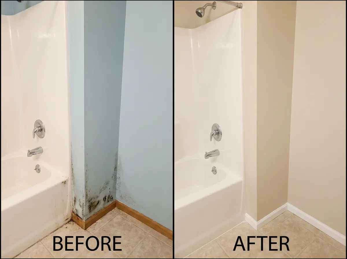 Before and after mold removal Everett WA