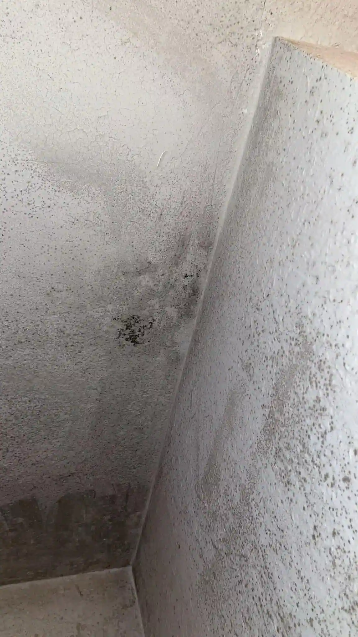 Mold remediation work in Everett WA