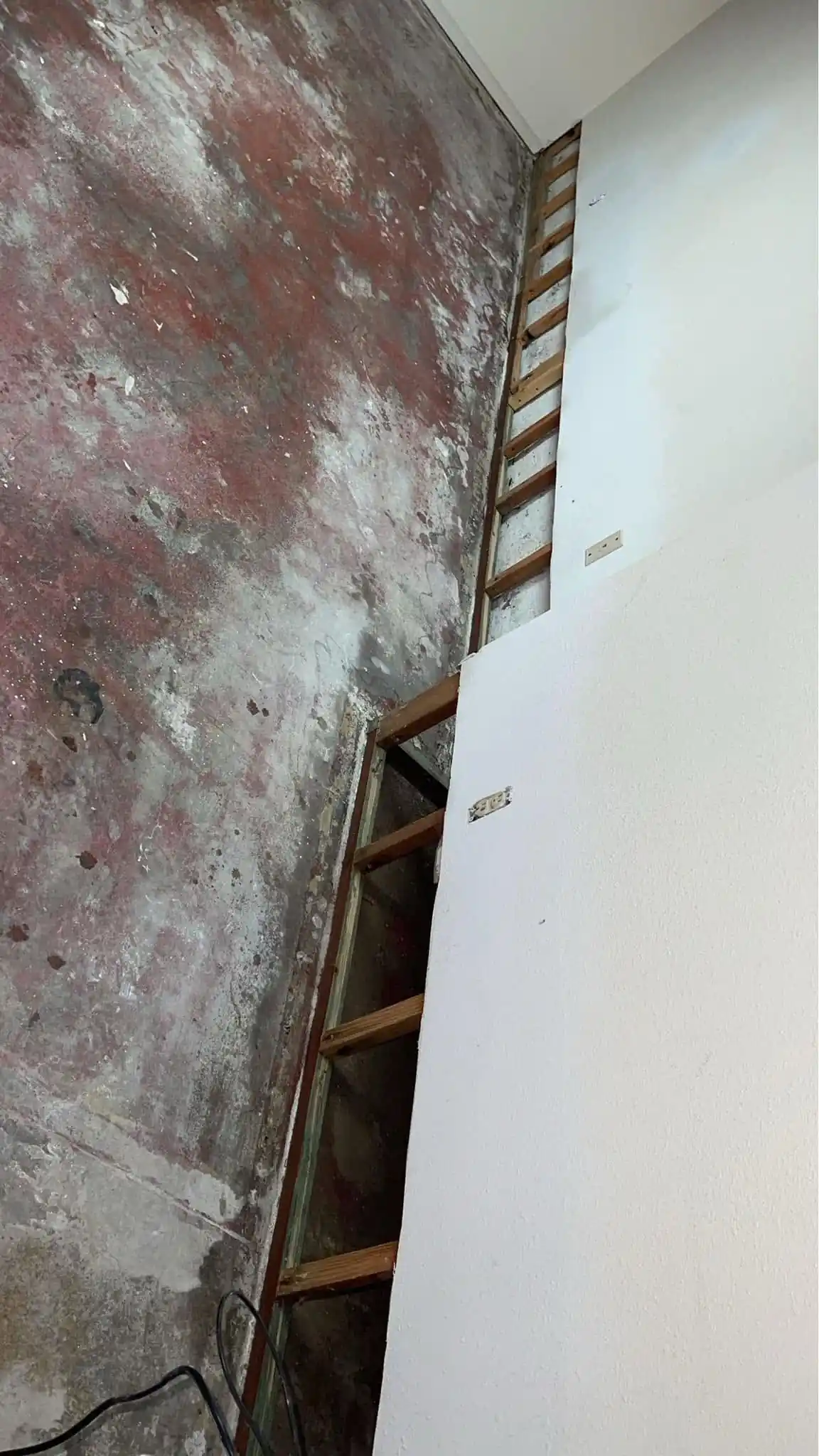 Ceiling mold from leak Everett WA