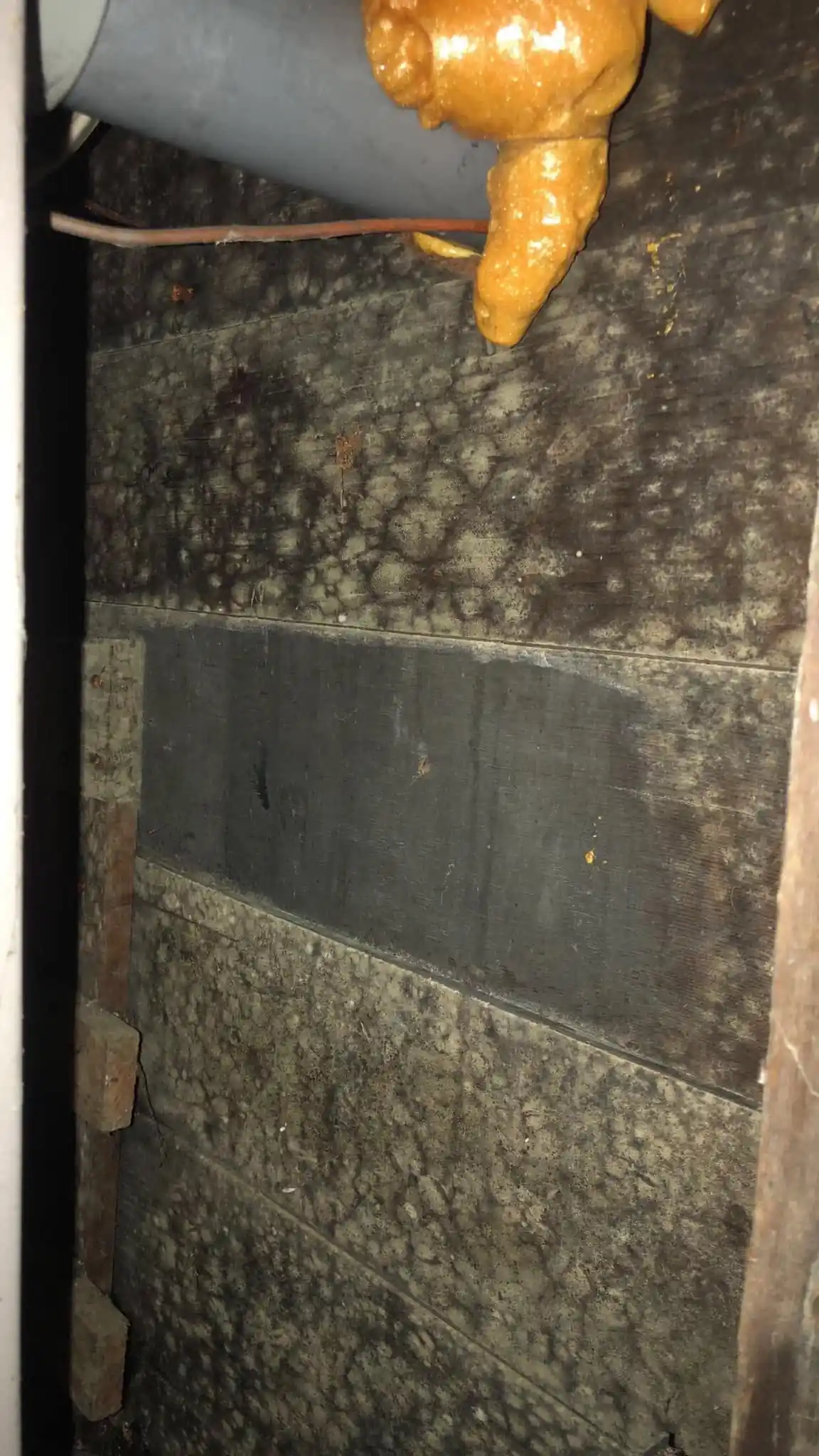Mold inspection in Everett WA home
