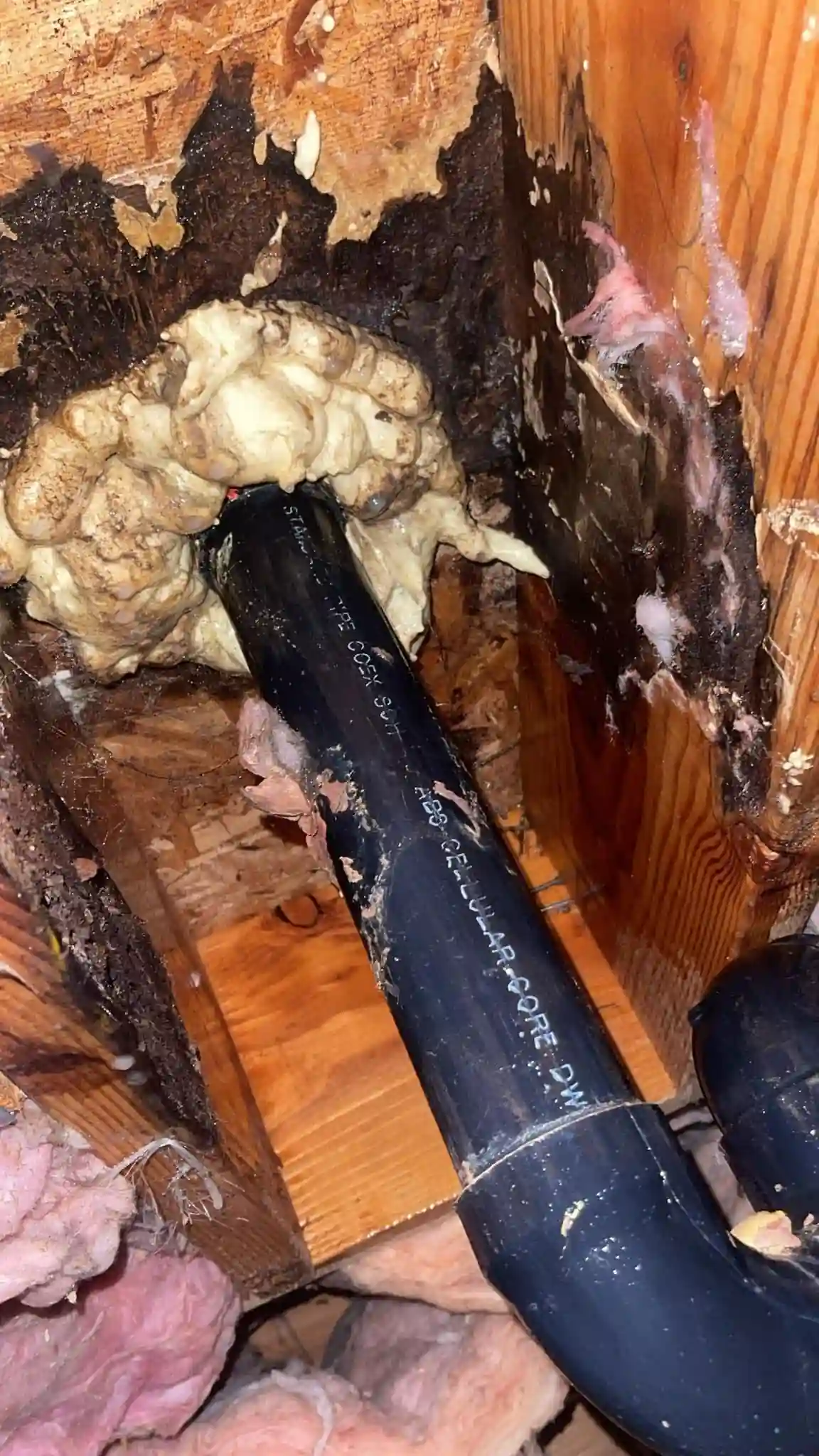 Black mold removal Everett WA